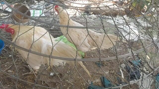 Gà chọi chân xanh 3.4kg 2 cựa chỉ địa. Mua bán Gà tại Huyện Trà Ôn Vĩnh Long được đăng bởi Tập nuôi gà hình 1
