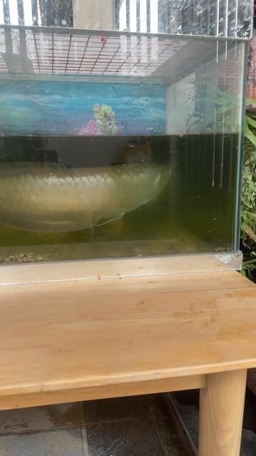 Cá rồng Ngân Long 50cm Khỏe mạnh. Mua bán Thú cưng khác tại Huyện Vĩnh Cửu Đồng Nai được đăng bởi Duy Trần hình 1