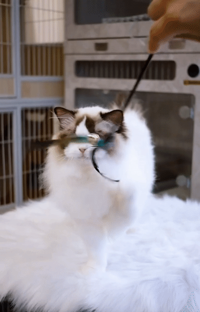 Mèo Ragdoll đực 6 tháng Trung Quốc Trắng Nâu. Mua bán Mèo tại Quận Nam Từ Liêm Hà Nội được đăng bởi Đại Ngọc ChamMiloHouse hình 1