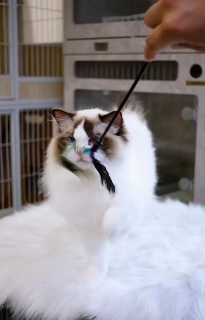 Mèo Ragdoll đực 6 tháng Trung Quốc Trắng Nâu. Mua bán Mèo tại Quận Nam Từ Liêm Hà Nội được đăng bởi Đại Ngọc ChamMiloHouse hình 1
