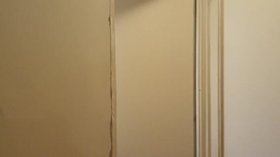 Le taro roi des racines en Océanie