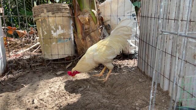 Gà Úa 2.7kg. Mua bán Gà tại Huyện Mỹ Xuyên Sóc Trăng được đăng bởi Nguyễn Tấn Dương hình 1