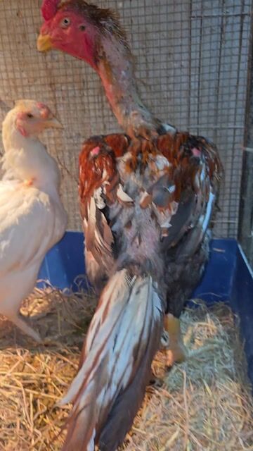 Thanh lý trống Ấn độ nhập 5kg2, thay lông. Mua bán Gà tại Quận Bình Thạnh Tp Hồ Chí Minh được đăng bởi Long Pham hình 1