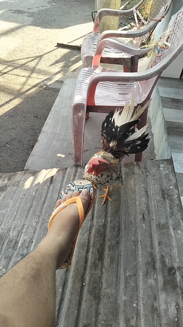 Gà cảnh, bán hoặc giao lưu tre bắc. Mua bán Gà tại Huyện Nhà Bè Tp Hồ Chí Minh được đăng bởi Quốc Khánh hình 1