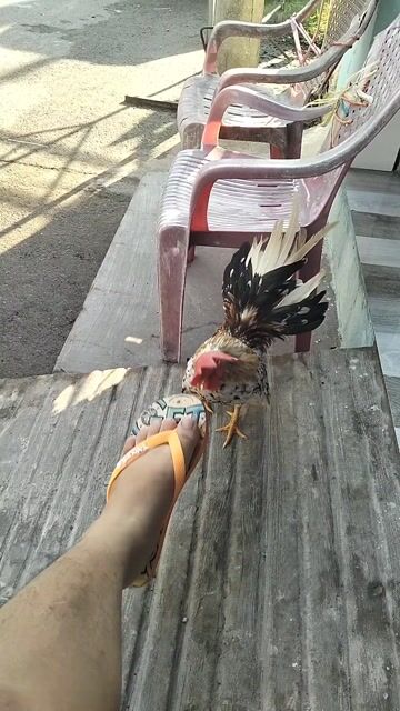 Gà cảnh, bán hoặc giao lưu tre bắc. Mua bán Gà tại Huyện Nhà Bè Tp Hồ Chí Minh được đăng bởi Quốc Khánh hình 1
