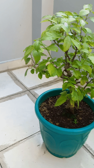 Cây cảnh bonsai Sung nếp đã trồng chậu Xanh ngọc. Mua bán Cây cảnh, đồ trang trí tại Quận 6 Tp Hồ Chí Minh được đăng bởi Nguyễn Tuấn hình 1