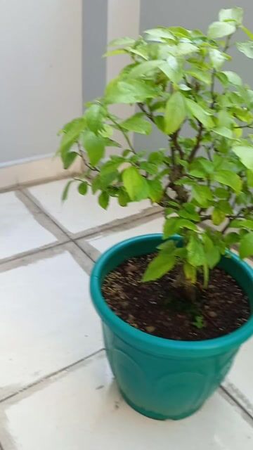 Cây cảnh bonsai Sung nếp đã trồng chậu Xanh ngọc. Mua bán Cây cảnh, đồ trang trí tại Quận 6 Tp Hồ Chí Minh được đăng bởi Nguyễn Tuấn hình 1