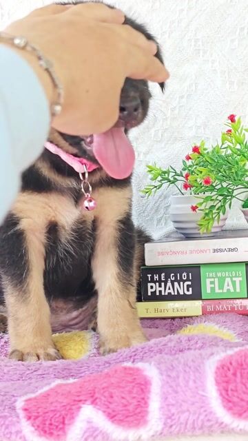 Gái Nhật F xin chào sen ạ😚💞. Mua bán Chó tại Huyện Hóc Môn Tp Hồ Chí Minh được đăng bởi Smile Pet hình 1