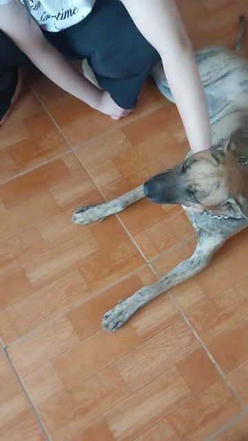 Chó Phú Quốc Đực Vàng Vện Phối Giống. Mua bán Phụ kiện, Thức ăn, Dịch vụ tại Huyện Trảng Bom Đồng Nai được đăng bởi Tuyết mai Nguyễn thị hình 1