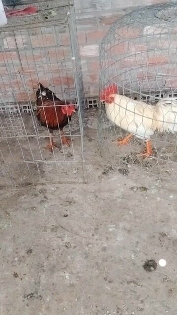 Cặp gà 2kg9. Mua bán Gà tại Huyện Cù Lao Dung Sóc Trăng được đăng bởi Hải Cù Lao  hình 1