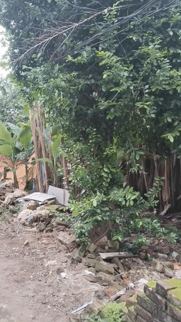 Cây cảnh Duối cổ hơn 100 năm thân cổ kính. Mua bán Đồ sưu tầm, đồ cổ tại Huyện Phú Bình Thái Nguyên được đăng bởi John Hoang hình 1