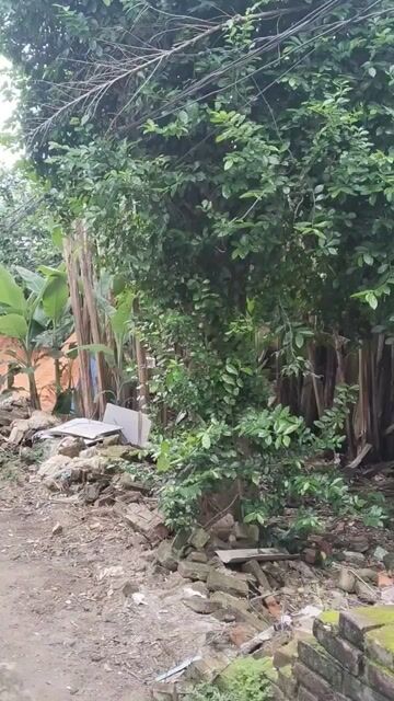Cây cảnh Duối cổ hơn 100 năm thân cổ kính. Mua bán Đồ sưu tầm, đồ cổ tại Huyện Phú Bình Thái Nguyên được đăng bởi John Hoang hình 1