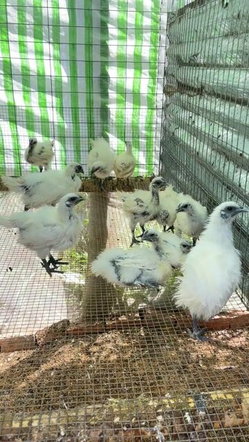 Gà ác Hậu Giang. Mua bán Gà tại Huyện Phụng Hiệp Hậu Giang được đăng bởi Lê Văn Hoài hình 1