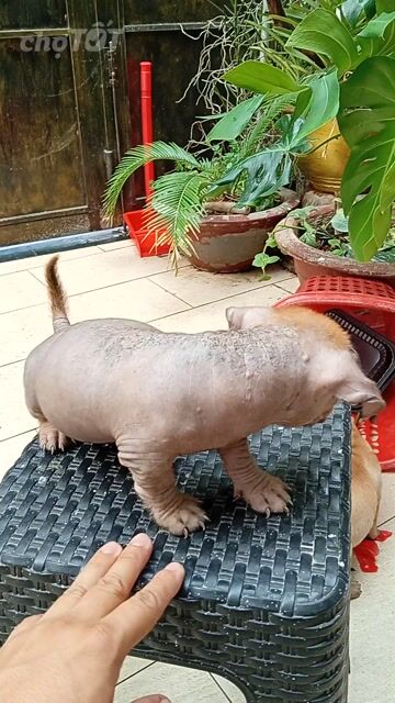 chó không lông chân ngắn lùn tịt ú nu . Mua bán Chó tại Quận 12 Tp Hồ Chí Minh được đăng bởi Trương Thịnh CYON idea hình 1