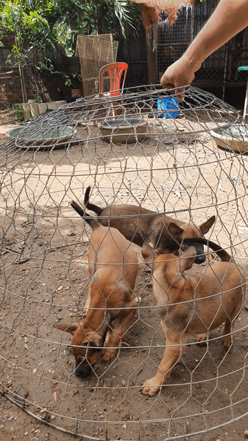 Chó maninois cái Vàng đỏ. Mua bán Chó tại Thành phố Thủ Đức Tp Hồ Chí Minh được đăng bởi Oanh Duong hình 1