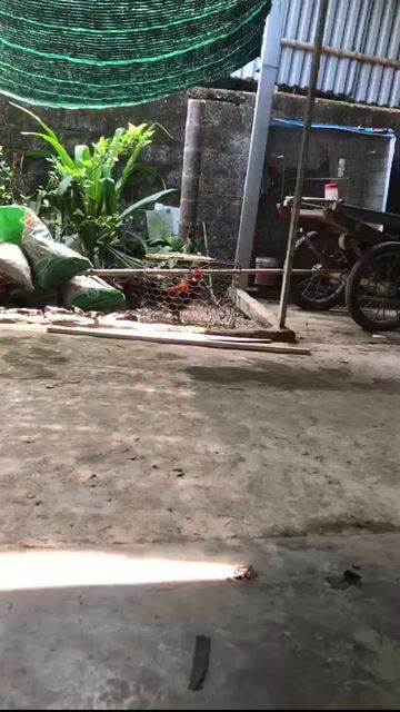 chán nhượng ae. Mua bán Gà tại Thị xã Hương Thủy Thừa Thiên Huế được đăng bởi Quang Đạt hình 1