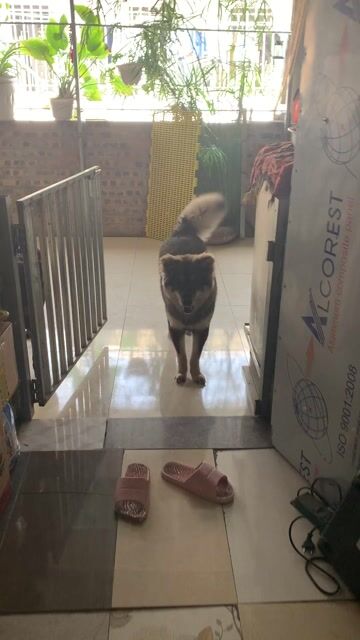 Chó Mông cộc Xù Bắc Hà 9 tháng. Mua bán Chó tại Quận Hà Đông Hà Nội được đăng bởi Lê Trường Ngọc hình 1