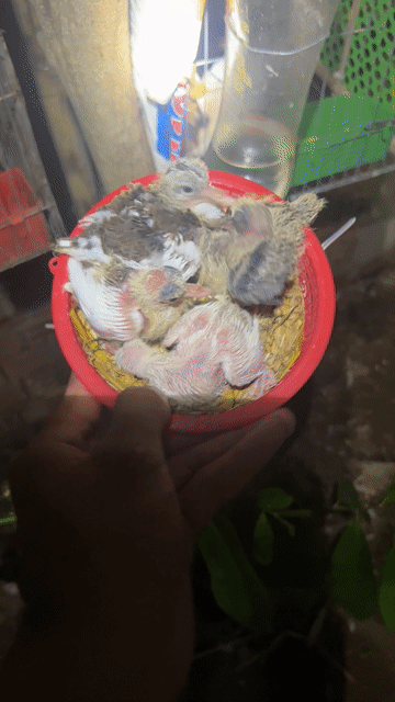 Chim cu gáy Thái Xám, trắng khỏe mạnh. Mua bán Chim tại Huyện Lai Vung Đồng Tháp được đăng bởi Nguyễn Văn Vàng hình 1
