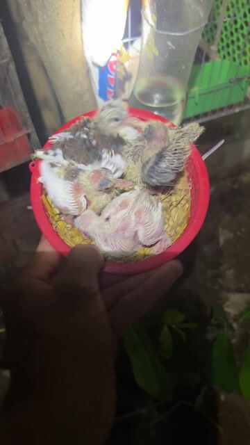 Chim cu gáy Thái Xám, trắng khỏe mạnh. Mua bán Chim tại Huyện Lai Vung Đồng Tháp được đăng bởi Nguyễn Văn Vàng hình 1