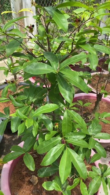 Mai sắp đế nôm đẹp hoành 9cm, tàn đều thuần chậu,. Mua bán Cây cảnh, đồ trang trí tại Huyện Lai Vung Đồng Tháp được đăng bởi gia lạc  hình 1