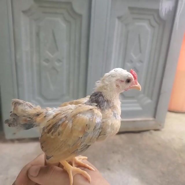 Gà tre Bắc Vàng trắng Khỏe mạnh. Mua bán Gà tại Huyện Tân Hiệp Kiên Giang được đăng bởi Ha DANG hình 1