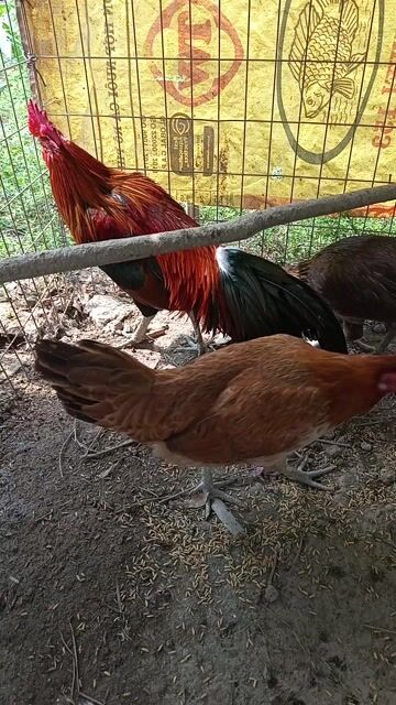 4con 2trống 2mái 2,3kg 2,450kg 1,9kg ,1,750kg. Mua bán Gà tại Huyện Cờ Đỏ Cần Thơ được đăng bởi Thịnh hình 2