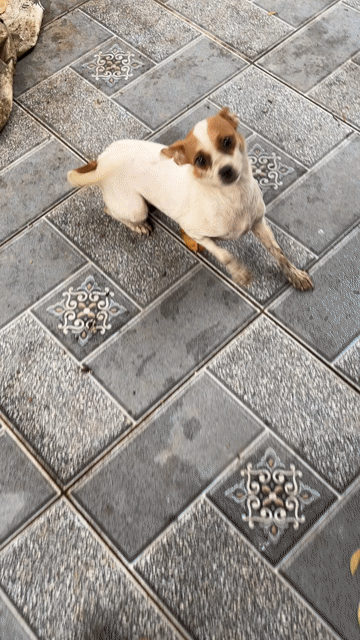 Chó Pug lai Phốc Sóc cả hai. Mua bán Chó tại Huyện Vĩnh Bảo Hải Phòng được đăng bởi Chung hình 1