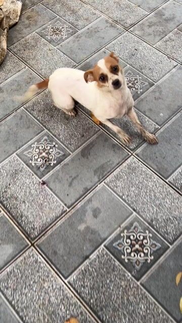 Chó Pug lai Phốc Sóc cả hai. Mua bán Chó tại Huyện Vĩnh Bảo Hải Phòng được đăng bởi Chung hình 1