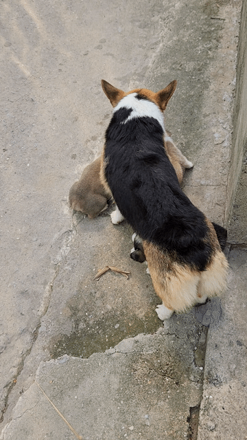 Chó Corgi lai 6 tuần tuổi. Mua bán Chó tại Thị xã Bến Cát Bình Dương được đăng bởi Nguyễn Đức Thông hình 1