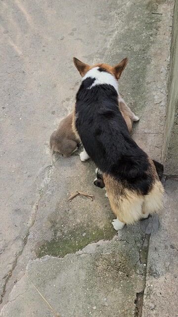 Chó Corgi lai 6 tuần tuổi. Mua bán Chó tại Thị xã Bến Cát Bình Dương được đăng bởi Nguyễn Đức Thông hình 1