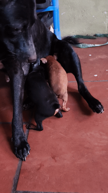 Chó Phốc Sóc 7 con Nâu, Đen. Mua bán Chó tại Huyện Thanh Trì Hà Nội được đăng bởi Toan Nguyenvan hình 1