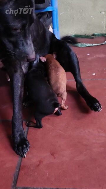 Chó Phốc Sóc 7 con Nâu, Đen. Mua bán Chó tại Huyện Thanh Trì Hà Nội được đăng bởi Toan Nguyenvan hình 1