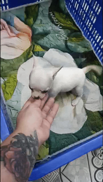 Chó Chihuahua Đực Trắng. Mua bán Chó tại Quận Bình Thạnh Tp Hồ Chí Minh được đăng bởi Phương hình 1