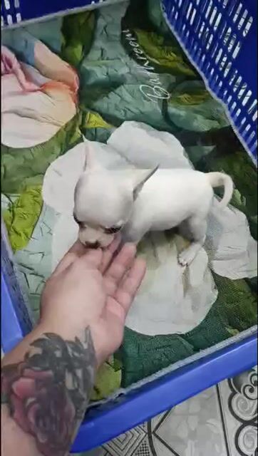 Chó Chihuahua Đực Trắng. Mua bán Chó tại Quận Bình Thạnh Tp Hồ Chí Minh được đăng bởi Phương hình 1