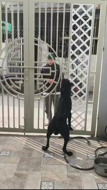 Chó Malinois Đen Cái và đực. Mua bán Chó tại Huyện Gò Công Tây Tiền Giang được đăng bởi Ngô kiến thành  hình 1