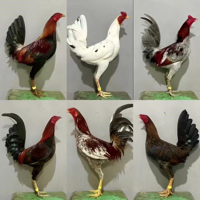 Top tre chuẩn đấu. Mua bán Gà tại Quận 12 Tp Hồ Chí Minh được đăng bởi Duy Tâm hình 1