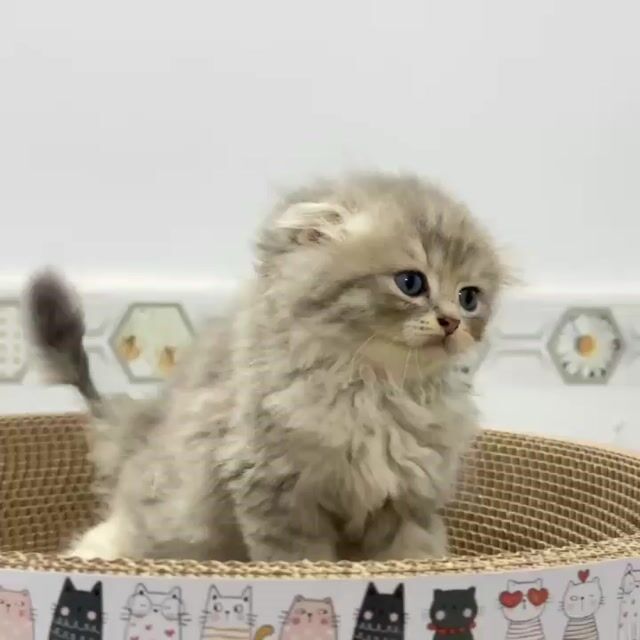 Mèo Anh Lông Dài Xám Hiền Lành. Mua bán Mèo tại Quận Tân Bình Tp Hồ Chí Minh được đăng bởi Shop Noka Pet HCM hình 1