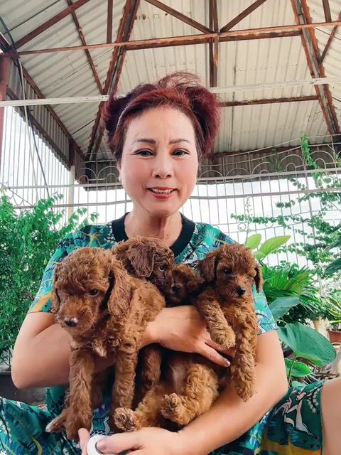Chó Poodle đực Nâu 45 ngày. Mua bán Chó tại Quận Hai Bà Trưng Hà Nội được đăng bởi Nguyen Thị Thanh huyen hình 1