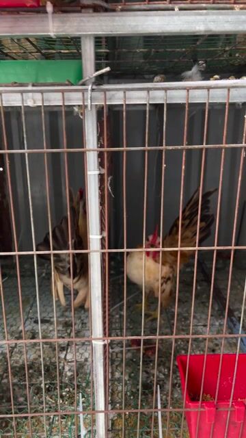 Gà Serama trống cần bán nhiều màu