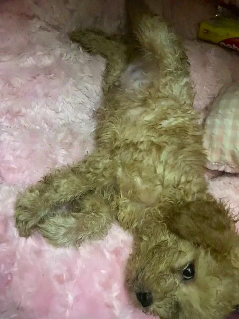 Chó Poodle đực Nâu nhạt 2 tháng đã tiêm. Mua bán Chó tại Huyện Bình Chánh Tp Hồ Chí Minh được đăng bởi Stranger hình 1
