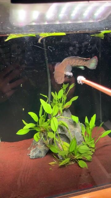 Cá lóc tiểu hoàng đế trên 10cm. Mua bán Thú cưng khác tại Quận Bình Thạnh Tp Hồ Chí Minh được đăng bởi Mint  hình 1