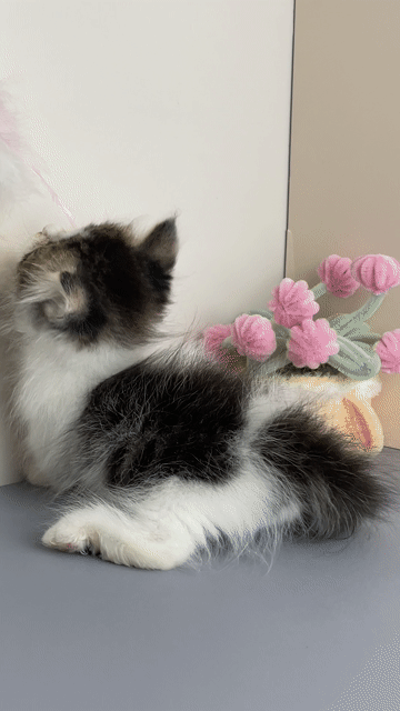 Mèo Bi-Tabby | Cần Thơ - Trại Mèo Da-O. Mua bán Mèo tại Quận Ninh Kiều Cần Thơ được đăng bởi Trần Cẩm Đào hình 1