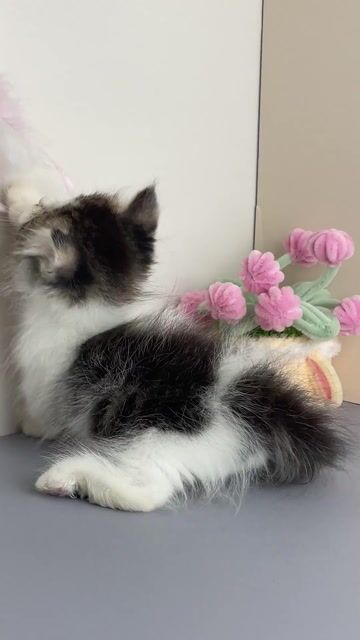 Mèo Bi-Tabby | Cần Thơ - Trại Mèo Da-O. Mua bán Mèo tại Quận Ninh Kiều Cần Thơ được đăng bởi Trần Cẩm Đào hình 1