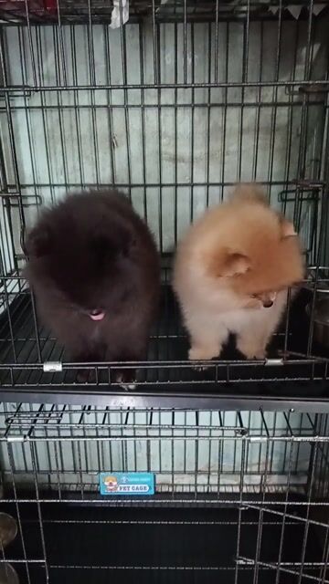 Chó Phốc Sóc Vàng Đen Cái Đực. Mua bán Chó tại Thành phố Thuận An Bình Dương được đăng bởi Ngonguyen hình 1