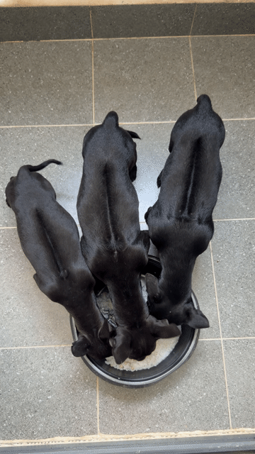 Chó Phú Quốc Đen. Mua bán Chó tại Quận 12 Tp Hồ Chí Minh được đăng bởi QB SHOP PETS hình 1