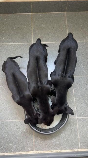 Chó Phú Quốc Đen. Mua bán Chó tại Quận 12 Tp Hồ Chí Minh được đăng bởi QB SHOP PETS hình 1
