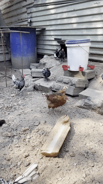 Gà cảnh vảy cá. Mua bán Gà tại Quận Liên Chiểu Đà Nẵng được đăng bởi Nguyễn Văn Hậu  hình 1