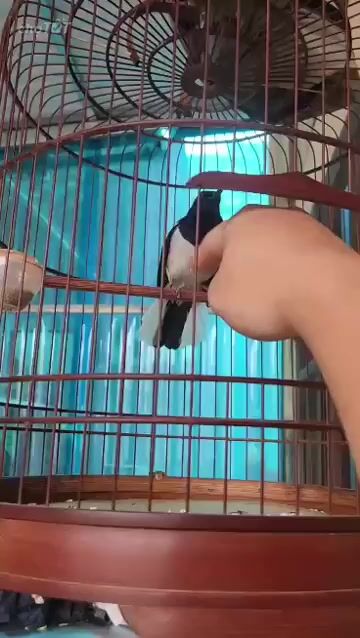 choè khiển. Mua bán Chim tại Huyện Phúc Thọ Hà Nội được đăng bởi Đỗ Đức mạnh hình 1