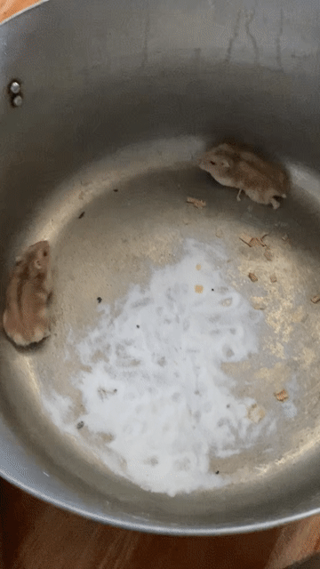 Chuột Hamster Winter White trưởng thành. Mua bán Thú cưng khác tại Huyện Nhơn Trạch Đồng Nai được đăng bởi Mỹ Tiên Nguyễn hình 1