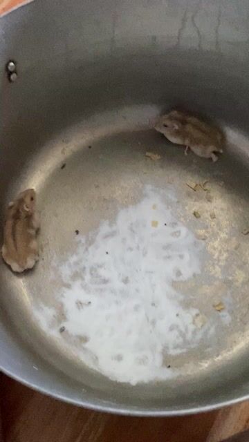 Chuột Hamster Winter White trưởng thành. Mua bán Thú cưng khác tại Huyện Nhơn Trạch Đồng Nai được đăng bởi Mỹ Tiên Nguyễn hình 1